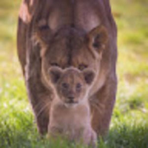 Meet your Posher, Linda